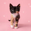 Kitten lova