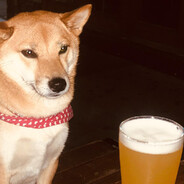 dogbeer