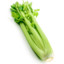Bundle of Celery