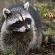 Racoon <3 B