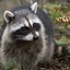 Racoon &lt;3 B