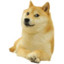 doge.png