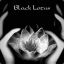 Black Lotus Is Back