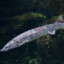 Sturgeon