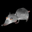 The Giant Rat