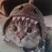Cat avatar