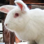 rabbitenjoyer33