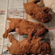 Chicken Fried?