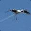 AerialBird