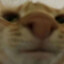 Link
