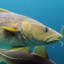 Happy Fish