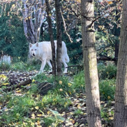 WolfyWolfy