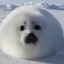 foca fanatica