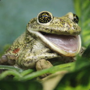 Jaba