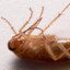 Szalony Cockroach