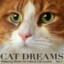 catdreams