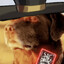 johnny (old yeller) sfondi