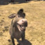 SOY UN BURRO NO ME DIGAS NADA
