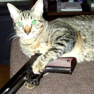 диматорпеда