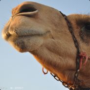 嘘！我只想做个安静的