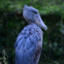 Shoebill_Lover