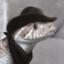 Serpent