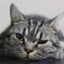 那只猫