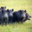 Several Feral Hogs