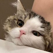 곱슬솜방망이