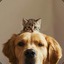 CatAndDog