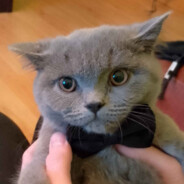 KingKnut avatar