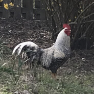 Rooster