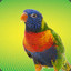 Parrot_2117