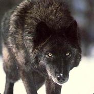 DireWolf - steam id 76561197964405218