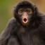 Sick_Monkey