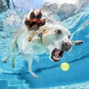 ⚡Doggy⚡