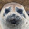 fauna_meliora
