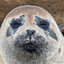 fauna_meliora