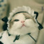 Korean_Maid Cat