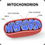 Mitochondrium