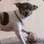 Toy Fox Terrier Attack!