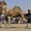 Big Camel