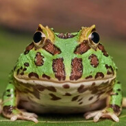 Лягушка-квакушка!