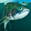 AFishFromTripoli
