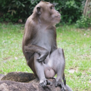 Macaco boludo