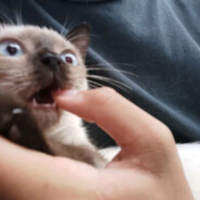 月光还是少年的月光