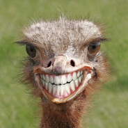 Молочныи зубик