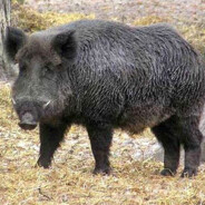 кабан