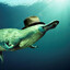 Platypus