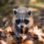 Raccoon273